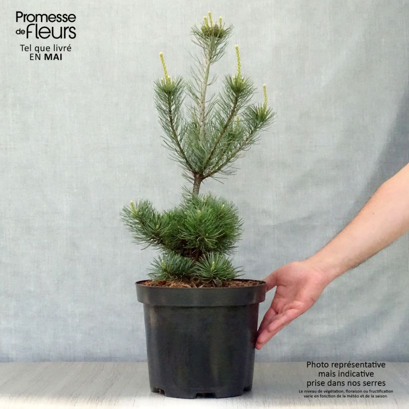 Example of Pinus parviflora Glauca - Mädchen-Kiefer Topf mit 4L/5L as you get in printemps