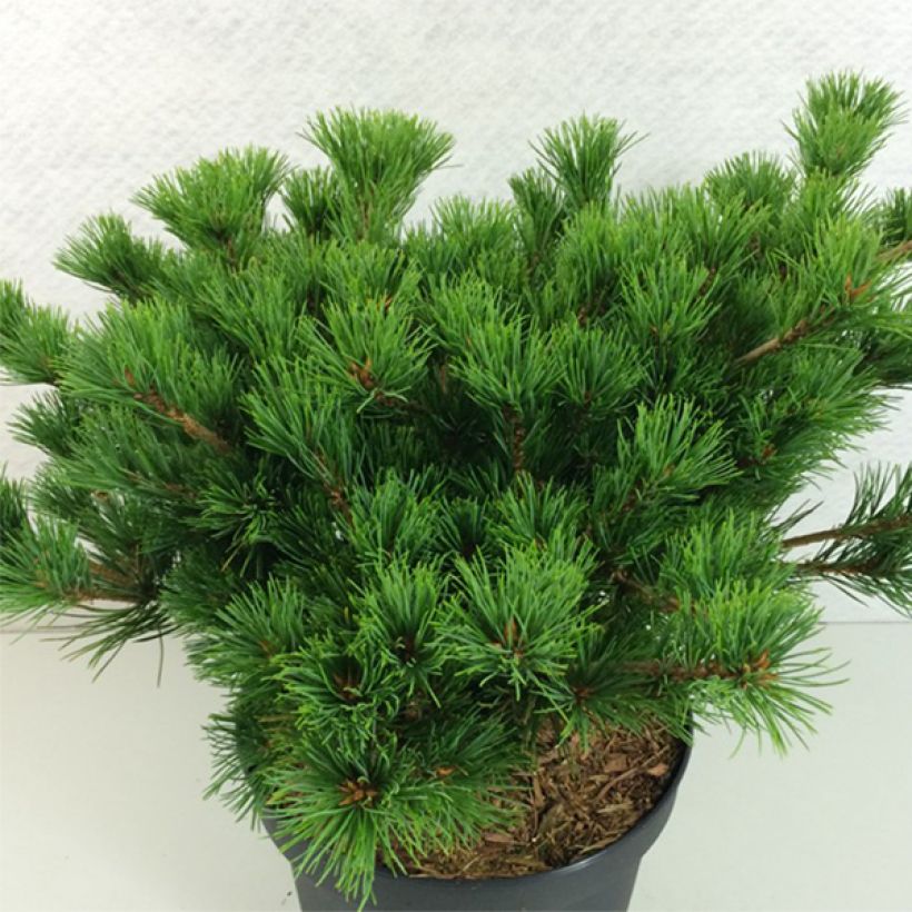 Pinus parviflora Kokuho - Mädchen-Kiefer (Wuchs)