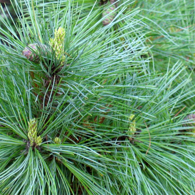Pinus peuce - Rumelische Kiefer (Foliage)