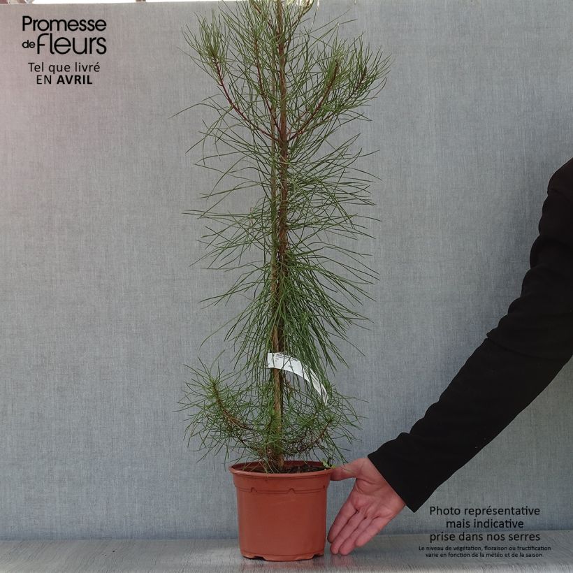 Example of Pinus pinaster - See-Kiefer Topf mit 2L/3L as you get in printemps