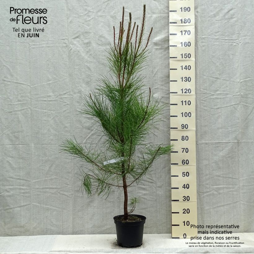 Example of Pinus pinaster - See-Kiefer Topf mit 7,5L/10L as you get in printemps