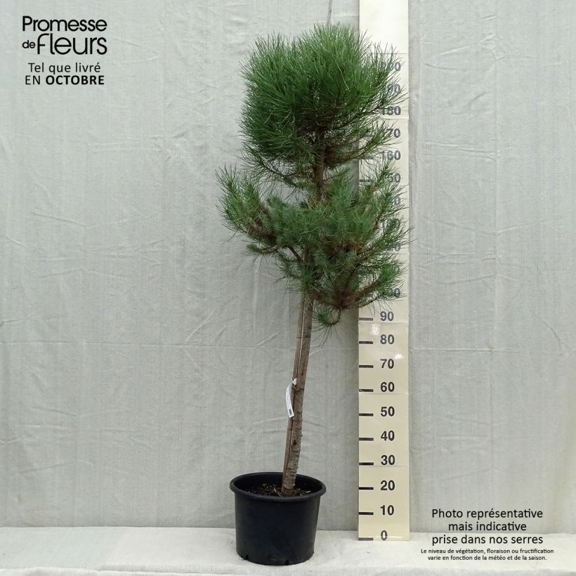 Exemplar von Pinus pinea - Pinie Topf mit 20L/25L, Stamm wie im Herbst geliefert