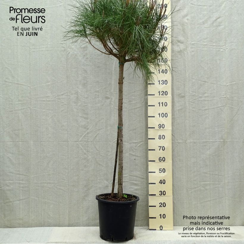 Exemplar von Pinus pinea - Pinie Topf mit 30L/35L, Stamm wie im Frühjahr geliefert