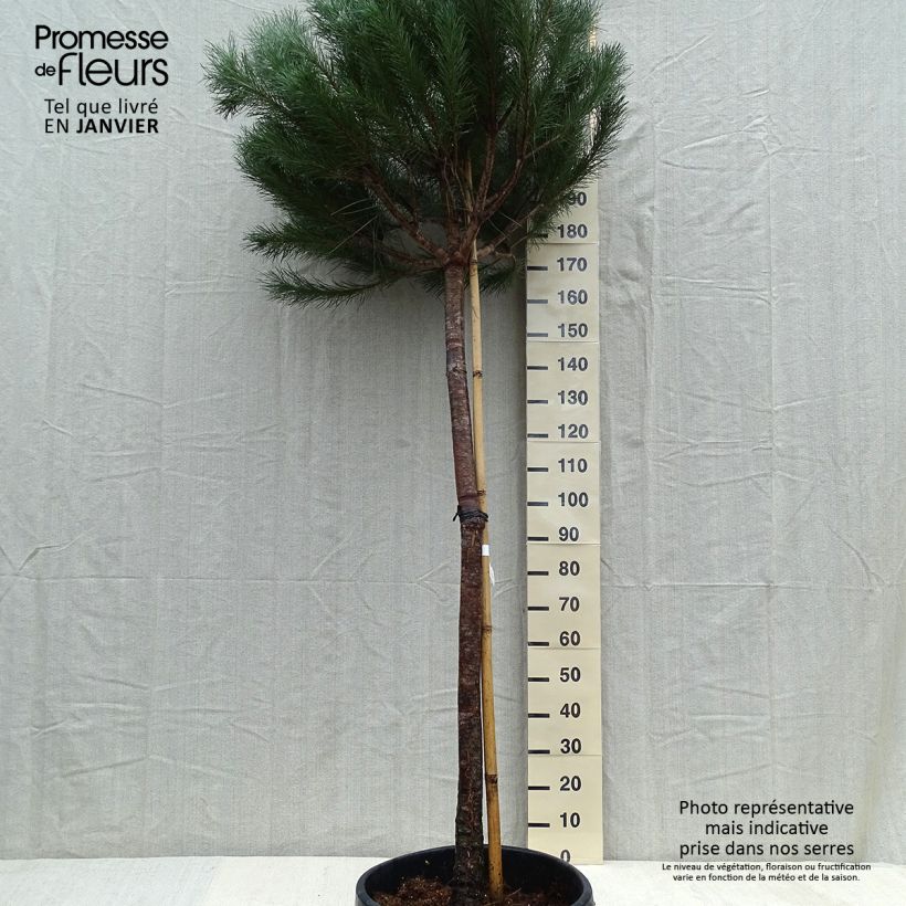 Exemplar von Pinus pinea - Pinie Topf mit 50L/55L, Stamm wie im Winter geliefert