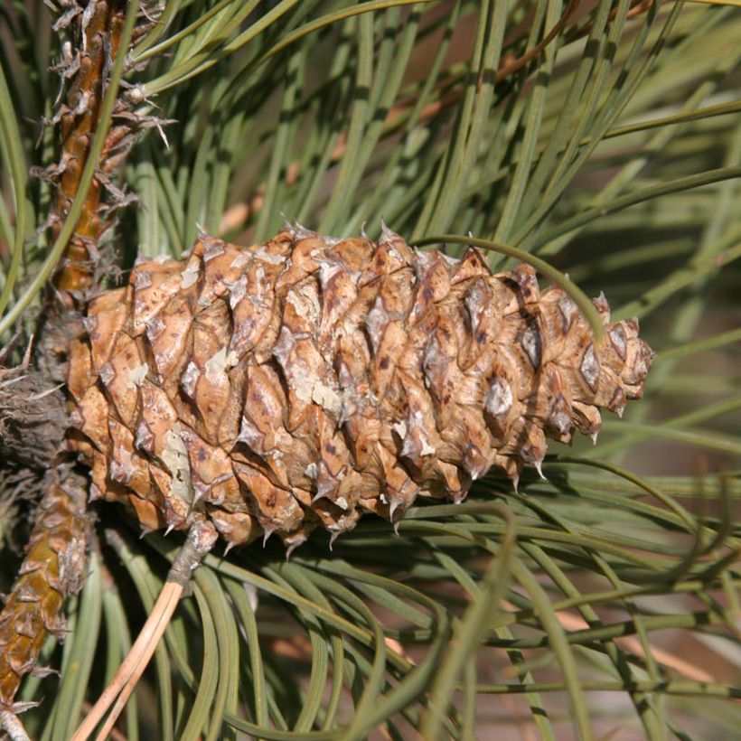 Pinus ponderosa - Ponderosa-Kiefer (Harvest)