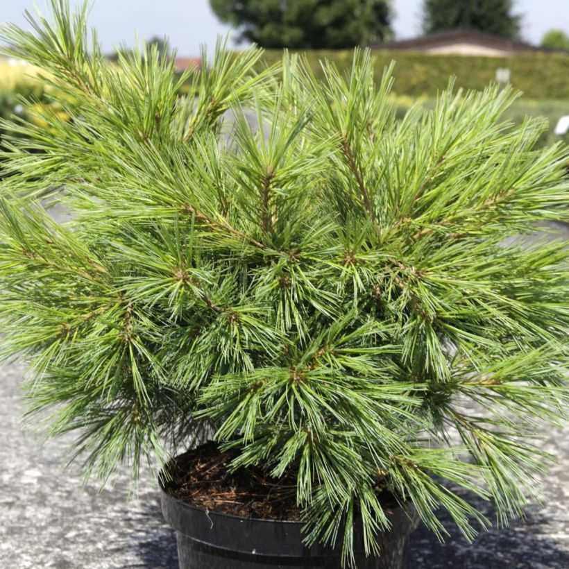Pinus strobus Minima - Weymouths-Kiefer (Wuchs)
