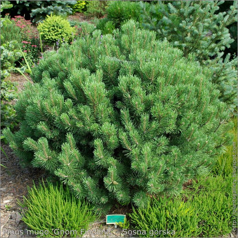 Pinus mugo Gnom - Bergkiefer (Wuchs)