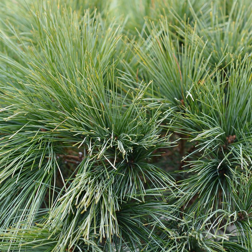Pinus strobus Radiata - Weymouths-Kiefer (Laub)