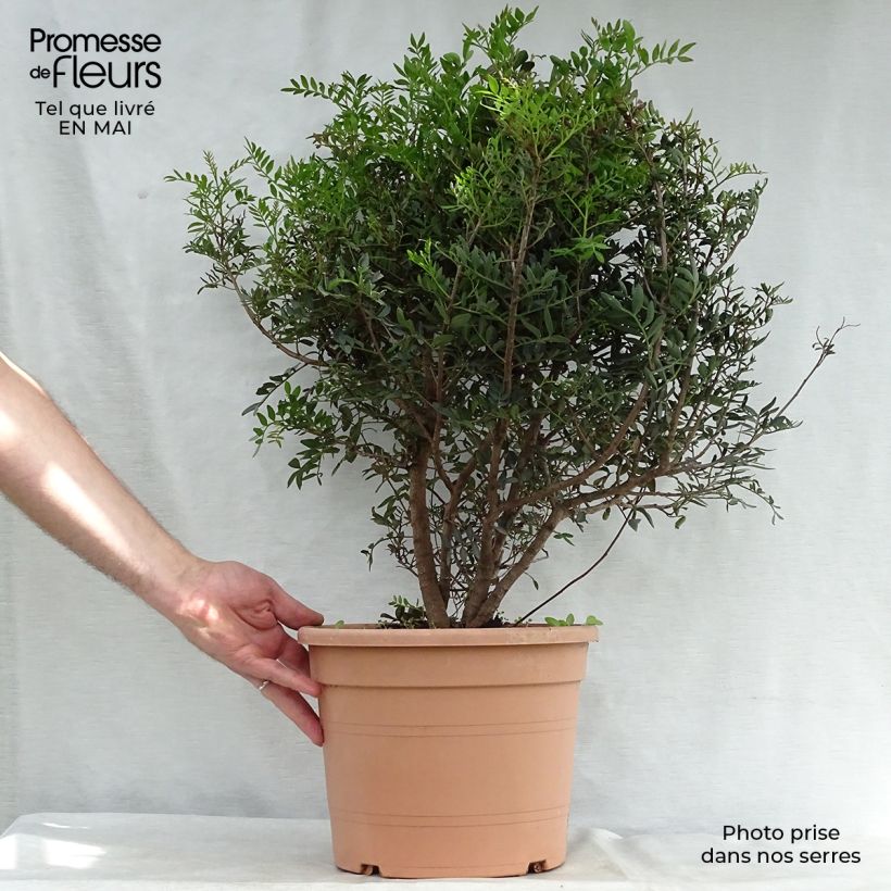 Example of Pistacia lentiscus - Mastixstrauch Topf mit 6L/7L as you get in printemps