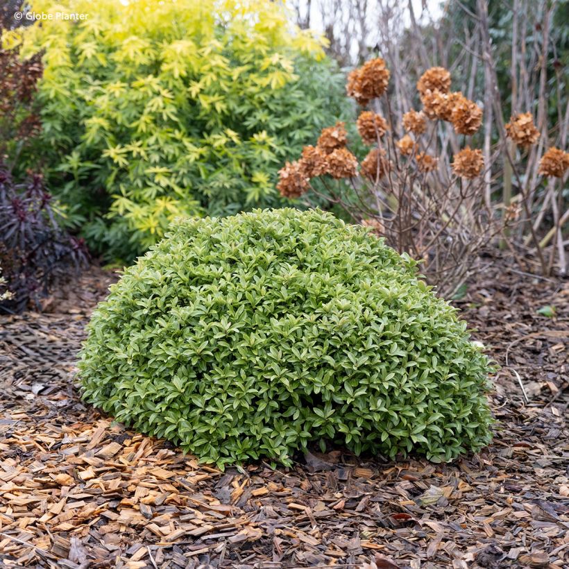 Pittosporum Orbitea - Schmalblättriger Klebsame (Wuchs)