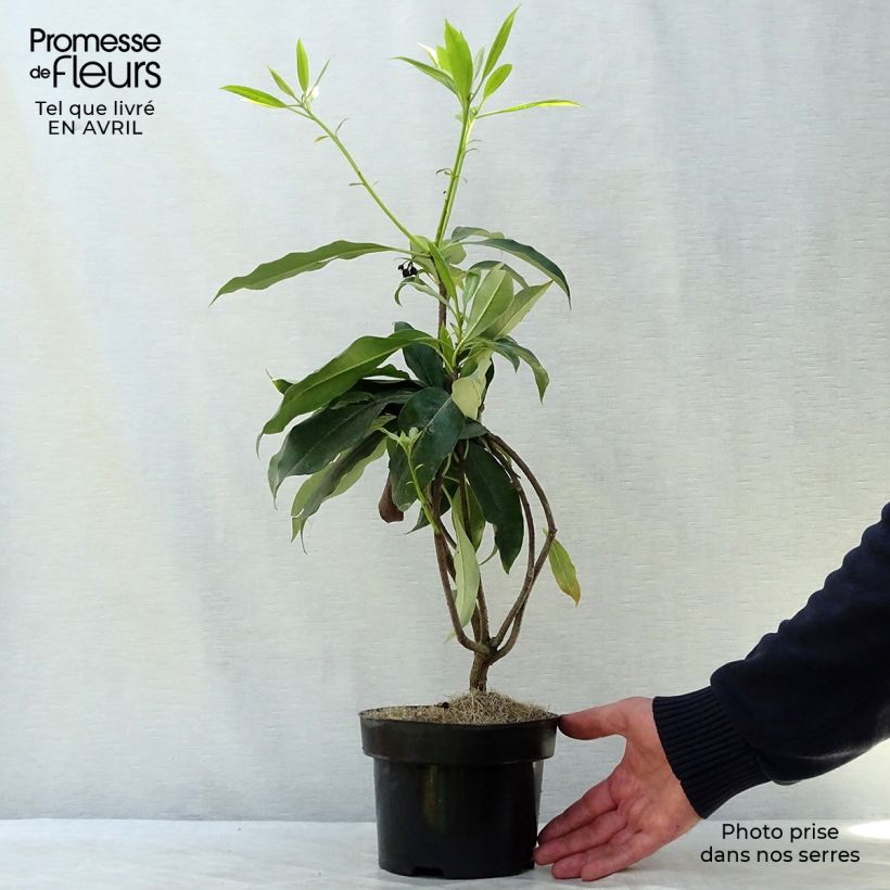 Example of Pittosporum daphniphylloides Topf mit 2L/3L as you get in printemps
