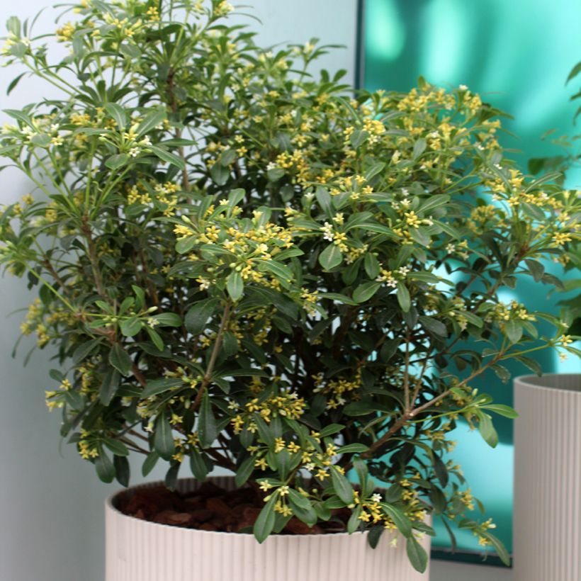 Pittosporum Green Mound - Chinesischer Klebsame (Wuchs)