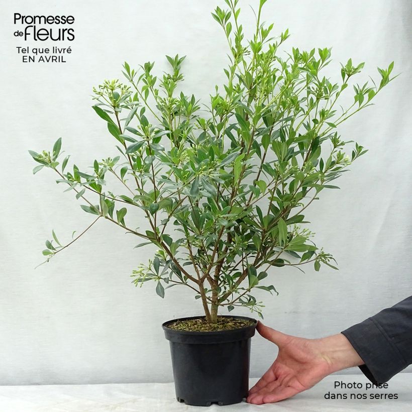 Example of Pittosporum heterophyllum Topf mit 2L/3L as you get in printemps