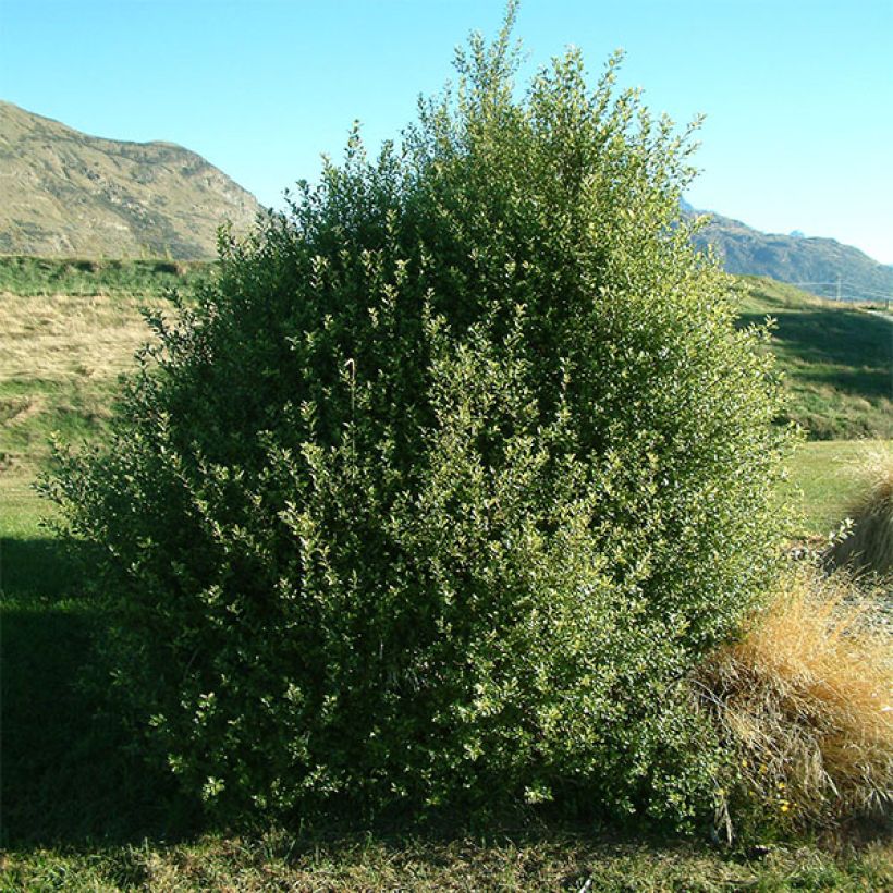 Pittosporum tenuifolium - Schmalblättriger Klebsame (Wuchs)