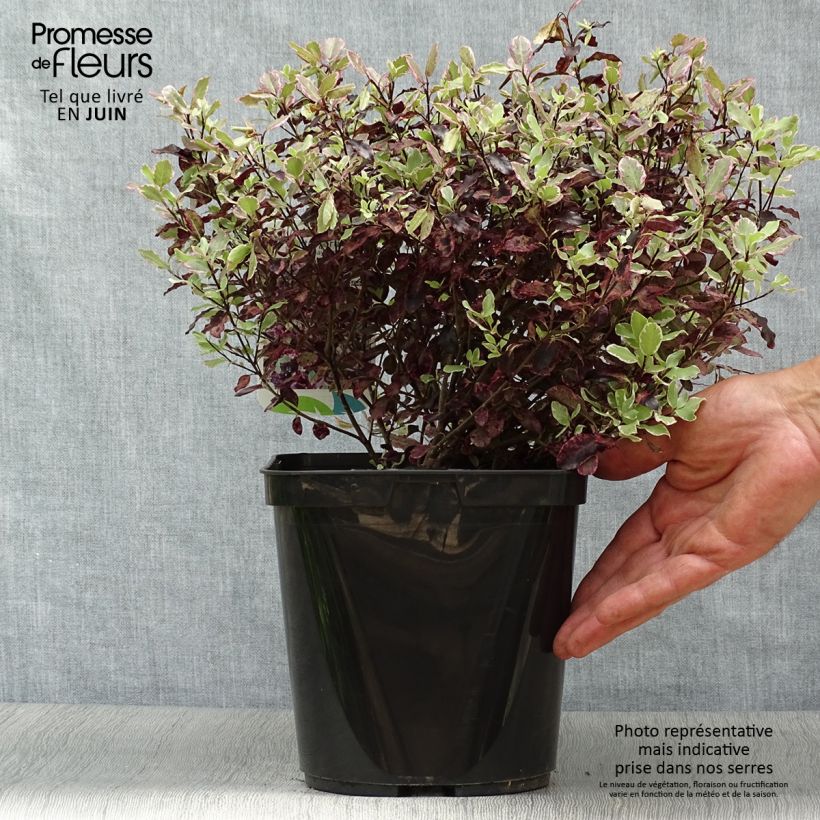 Exemplar von Pittosporum tenuifolium Bannow Bay Topf mit 3L/4L wie im Sommer geliefert