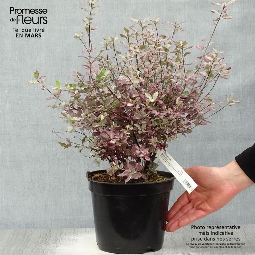 Example of Pittosporum tenuifolium Bannow Bay Topf mit 3L/4L as you get in printemps