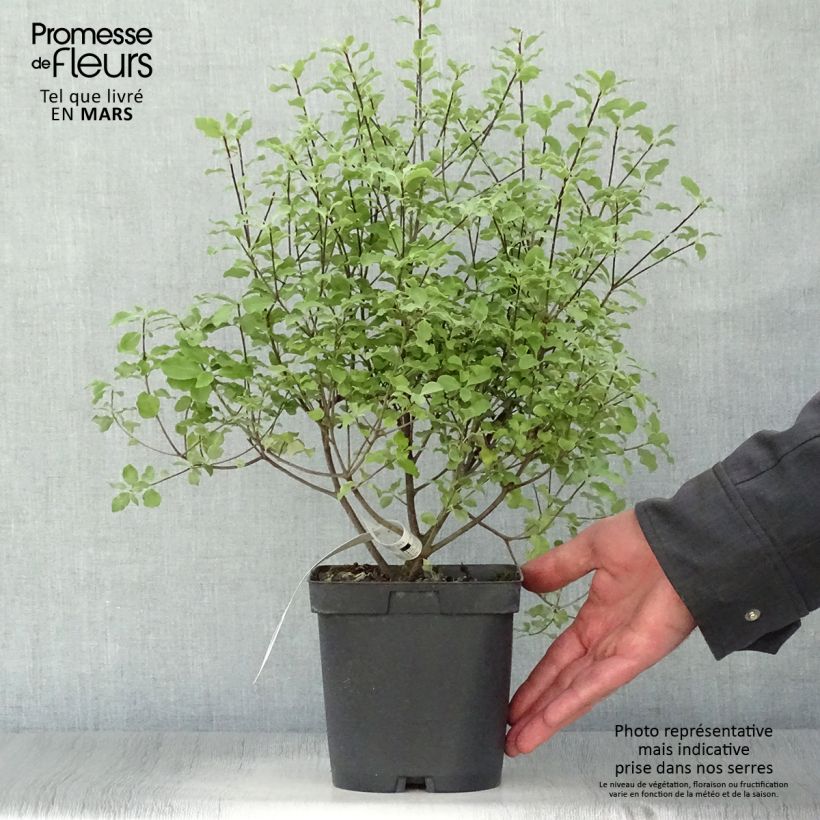 Example of Pittosporum tenuifolium Emerald Dome Topf mit 2L/3L as you get in printemps