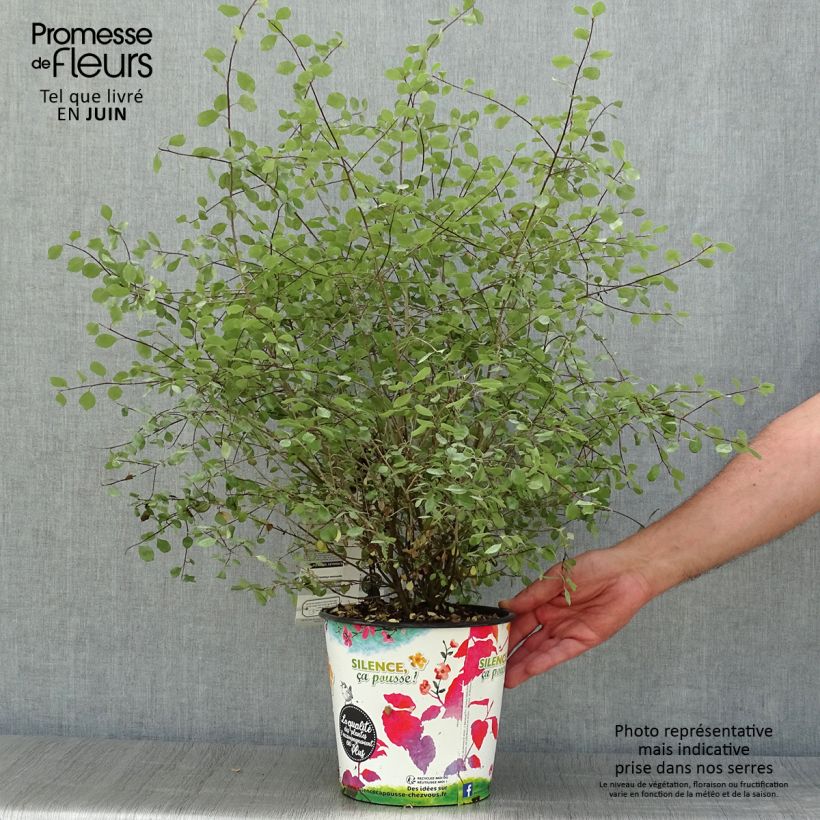 Exemplar von Pittosporum tenuifolium Green elf Topf mit 4L/5L wie im Sommer geliefert
