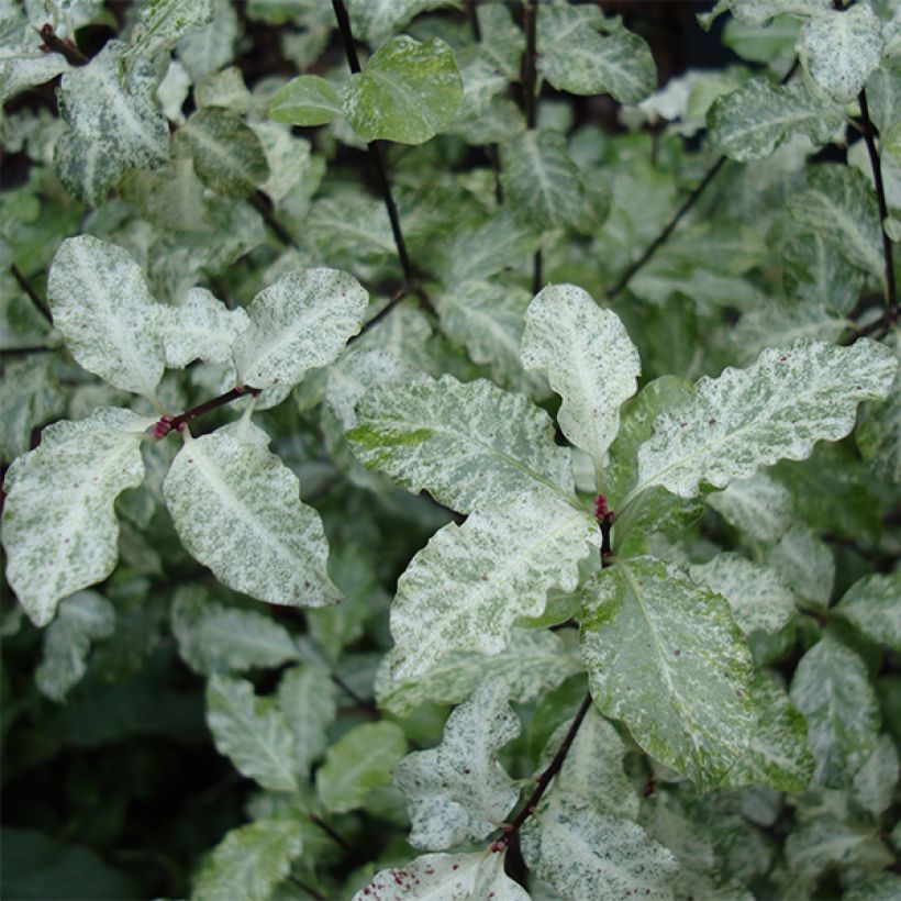 Pittosporum tenuifolium Irene Patterson (Foliage)