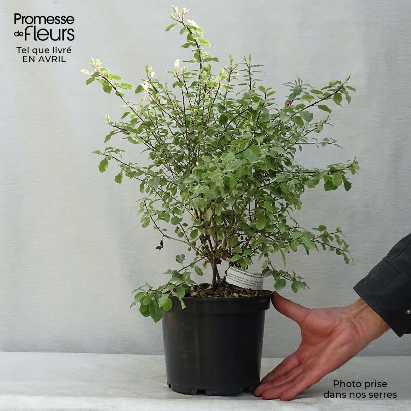 Example of Pittosporum tenuifolium Irene Patterson Topf mit 2L/3L as you get in printemps