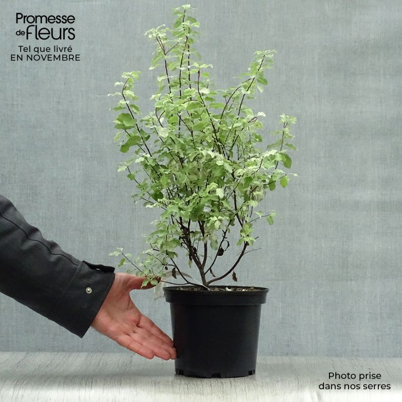 Exemplar von Pittosporum tenuifolium Irene Patterson Topf mit 2L/3L wie im Herbst geliefert