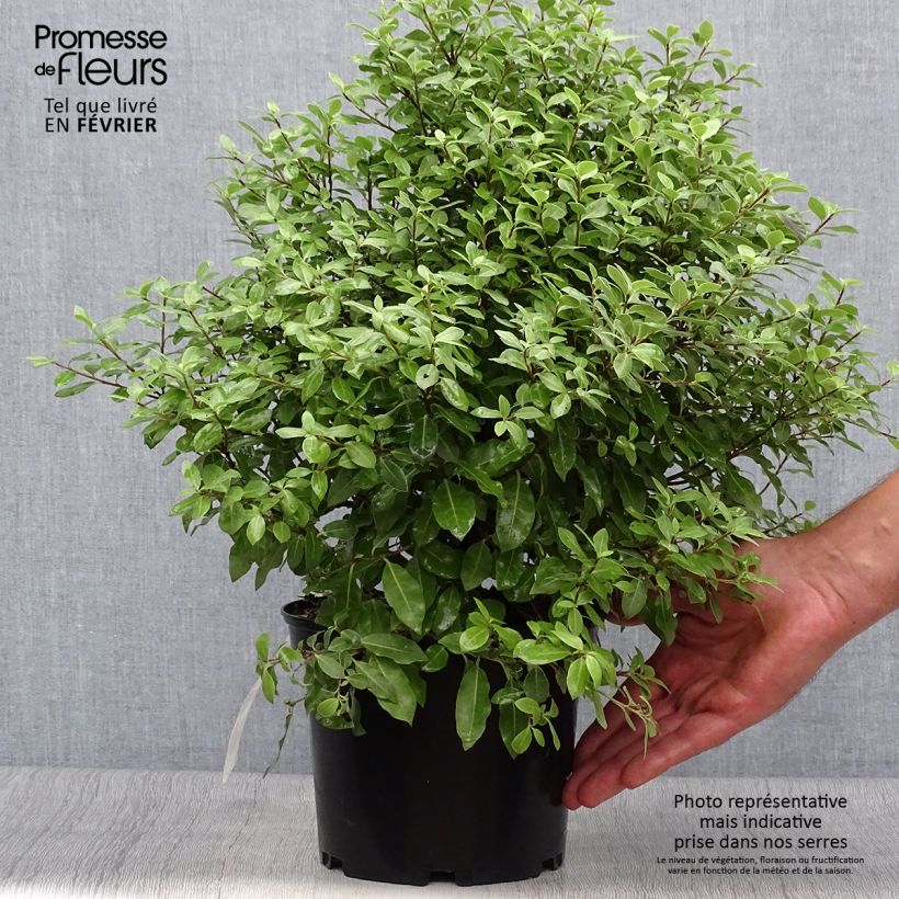 Exemplar von Pittosporum tenuifolium Midget Topf mit 2L/3L wie im Herbst geliefert