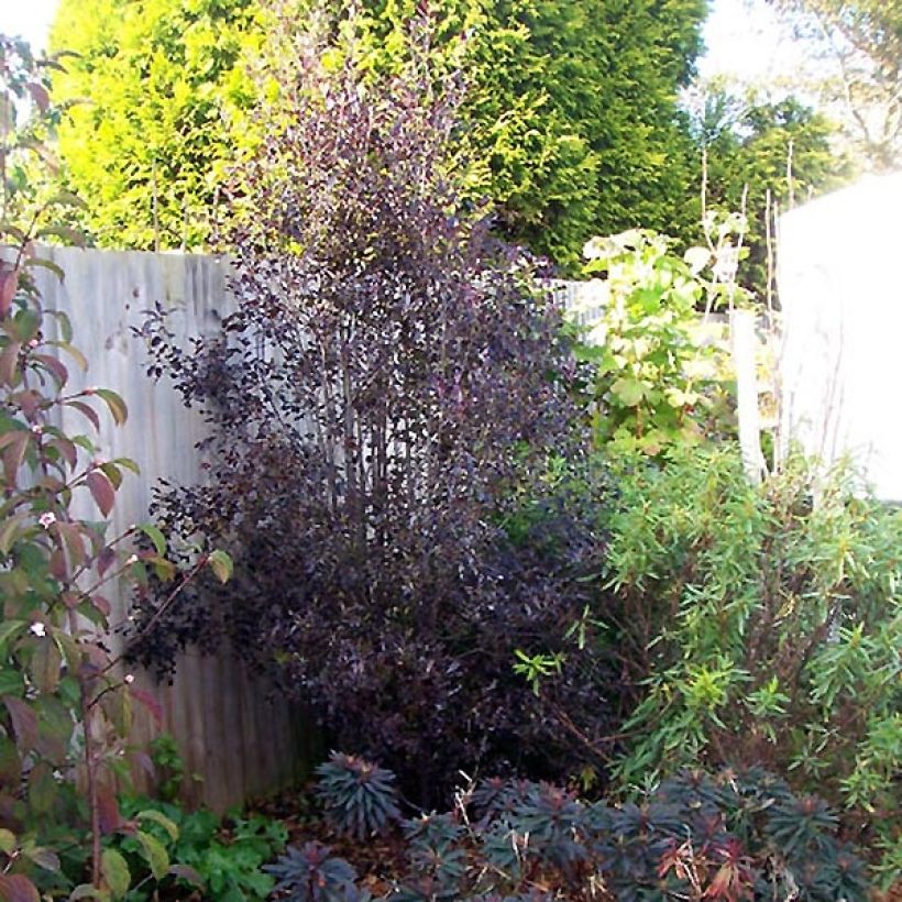 Pittosporum tenuifolium Purpureum (Wuchs)