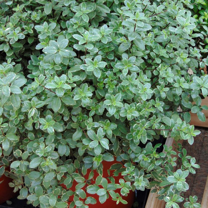 Pittosporum tenuifolium Silver Ball (Wuchs)