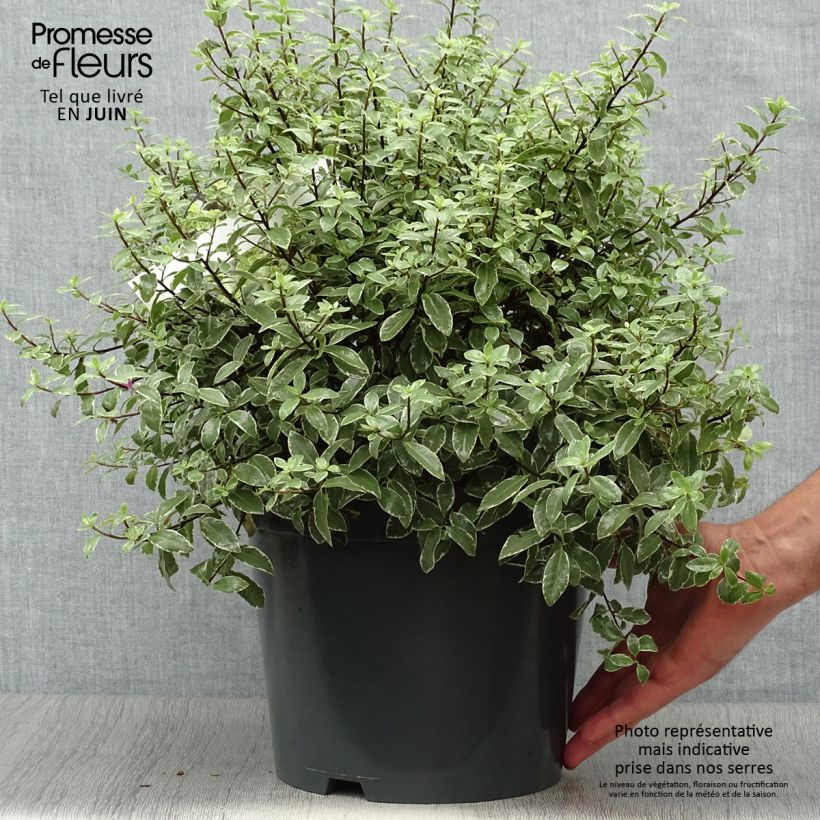 Exemplar von Pittosporum tenuifolium Silver Ball Topf mit 7,5L/10L, Kugel wie im Sommer geliefert