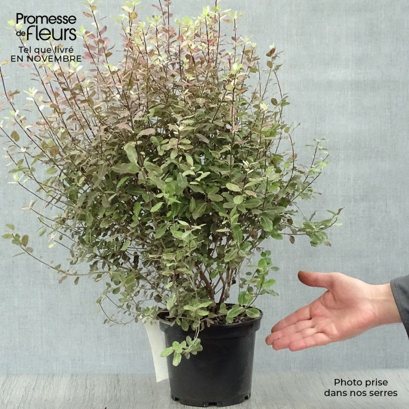 Exemplar von Pittosporum tenuifolium Tom Thumb Topf mit 2L/3L wie im Herbst geliefert