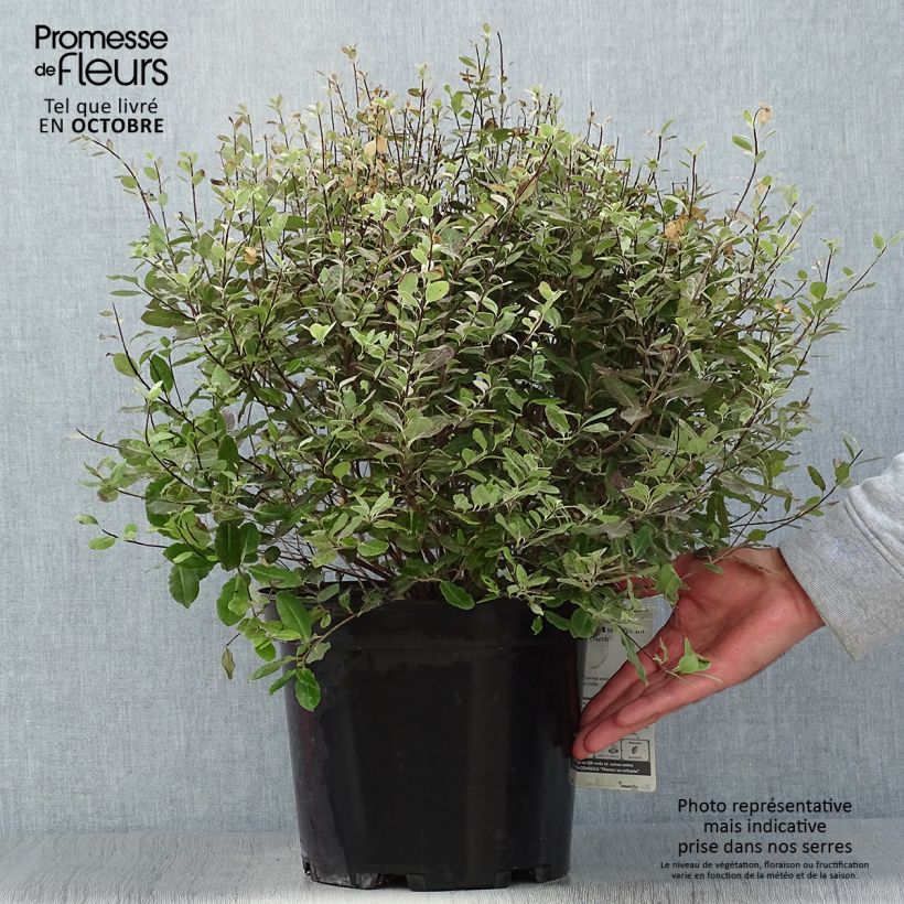 Exemplar von Pittosporum tenuifolium Tom Thumb Topf mit 6L/7L wie im Herbst geliefert