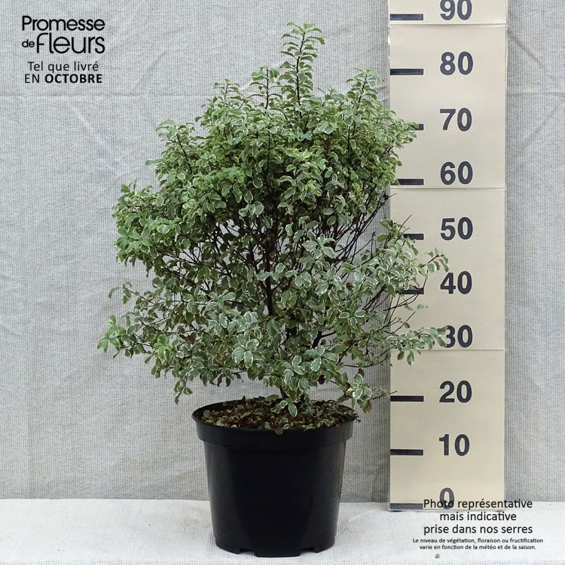 Exemplar von Pittosporum tenuifolium Variegatum Topf mit 7,5L/10L wie im Herbst geliefert