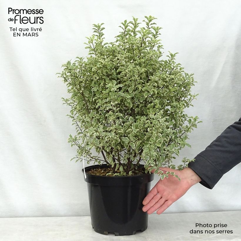 Example of Pittosporum tenuifolium Variegatum Topf mit 7,5L/10L as you get in printemps