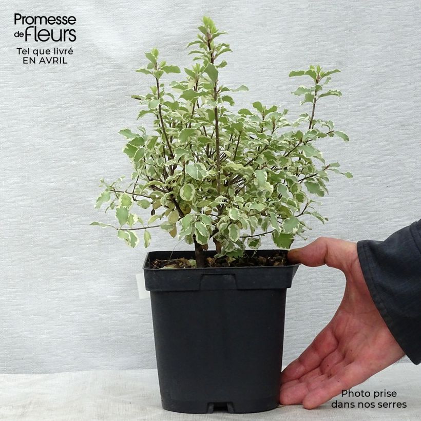Example of Pittosporum tenuifolium Variegatum Topf mit 2L/3L as you get in printemps