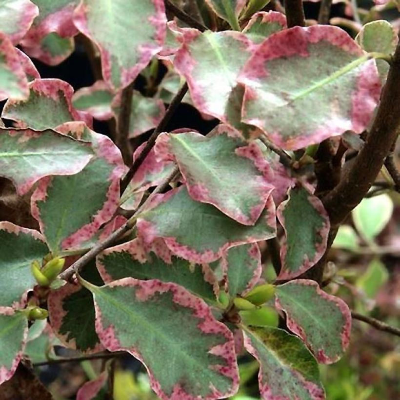 Pittosporum tenuifolium Victoria (Foliage)