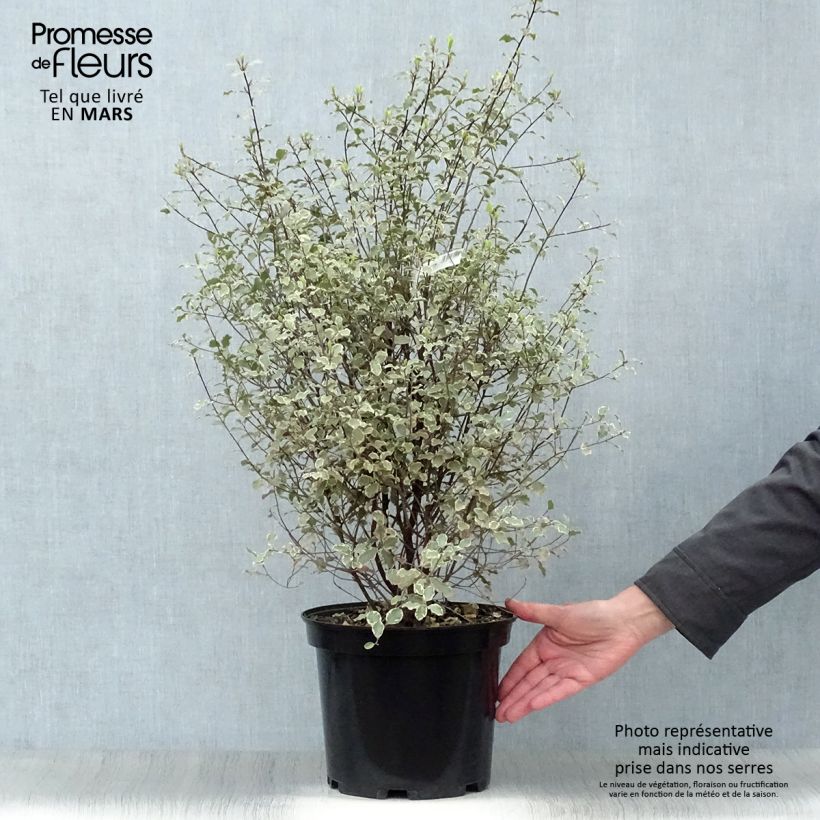 Example of Pittosporum tenuifolium Victoria Topf mit 4L/5L as you get in printemps