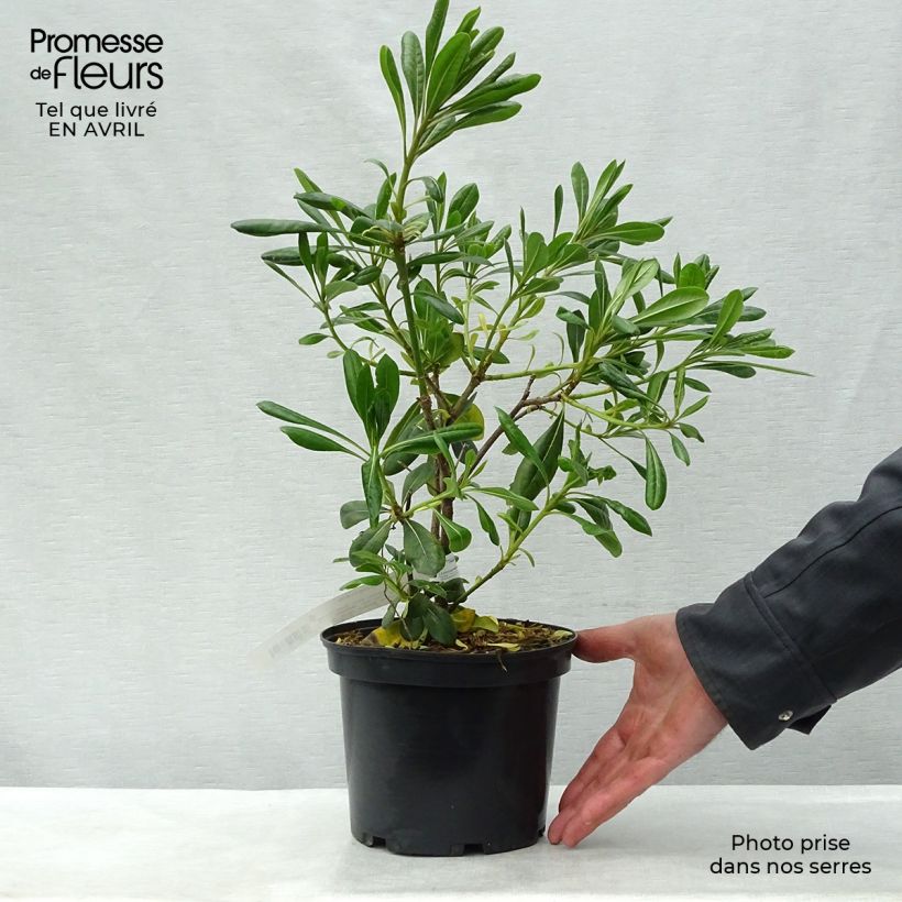 Exemplar von Pittosporum tobira - Chinesischer Klebsame Topf mit 2L/3L wie im Frühjahr geliefert