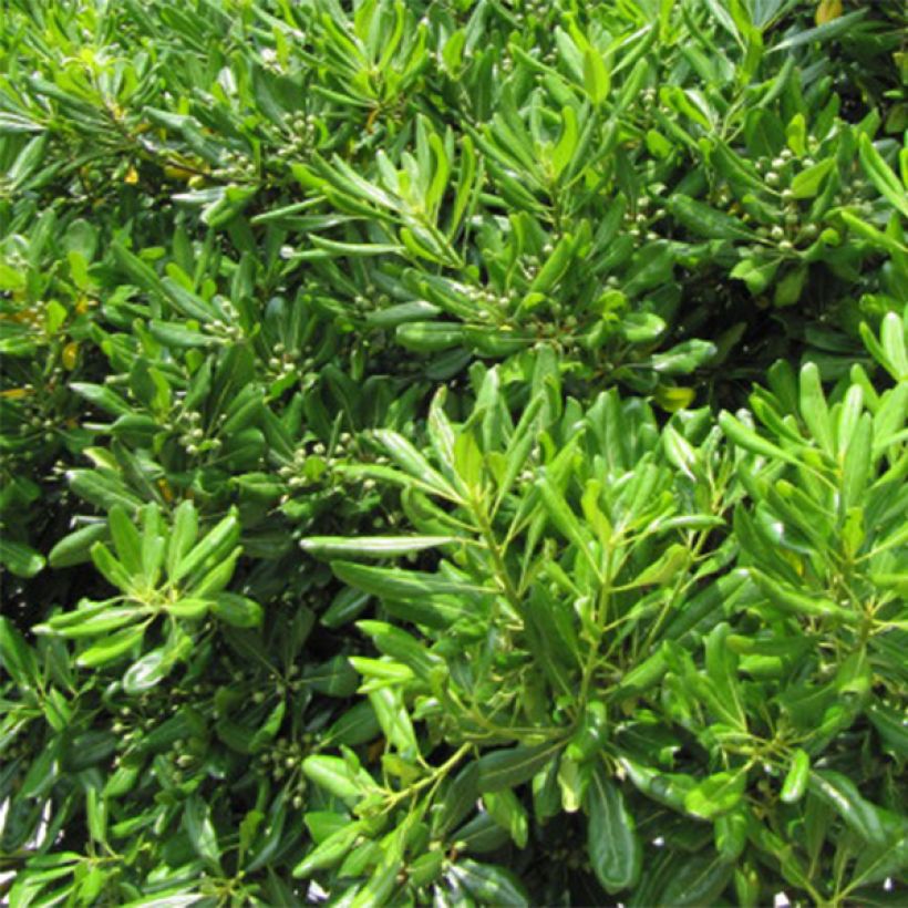 Pittosporum tobira - Chinesischer Klebsame (Laub)