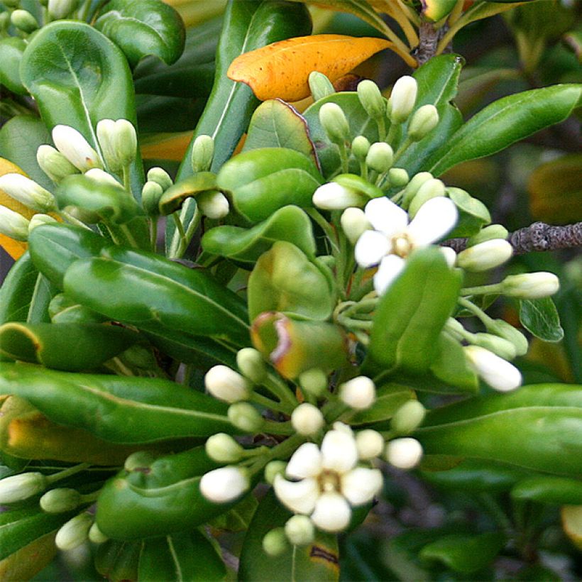 Pittosporum tobira - Chinesischer Klebsame (Blüte)
