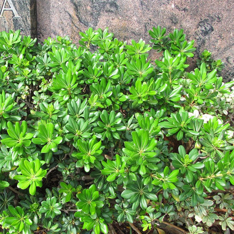 Pittosporum tobira - Chinesischer Klebsame (Wuchs)