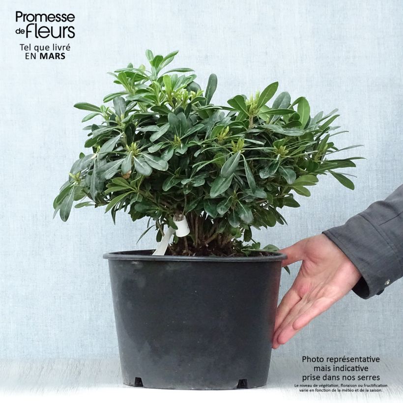 Exemplar von Pittosporum tobira Nanum - Chinesischer Klebsame Topf mit 7,5L/10L wie im Frühjahr geliefert
