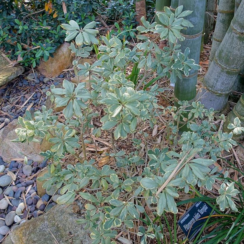 Pittosporum tobira Variegatum - Chinesischer Klebsame (Wuchs)