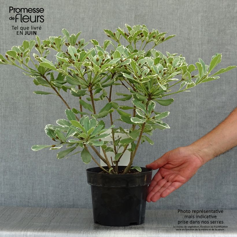 Exemplar von Pittosporum tobira Variegatum - Chinesischer Klebsame Topf mit 2L/3L wie im Sommer geliefert