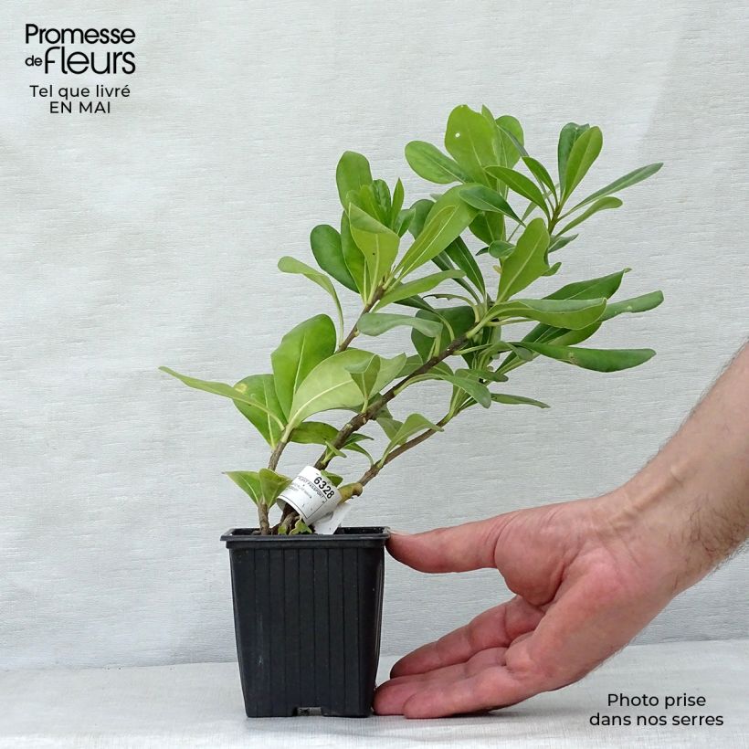 Exemplar von Pittosporum tobira - Chinesischer Klebsame Kleine Töpfe von 8/9 cm wie im Frühjahr geliefert