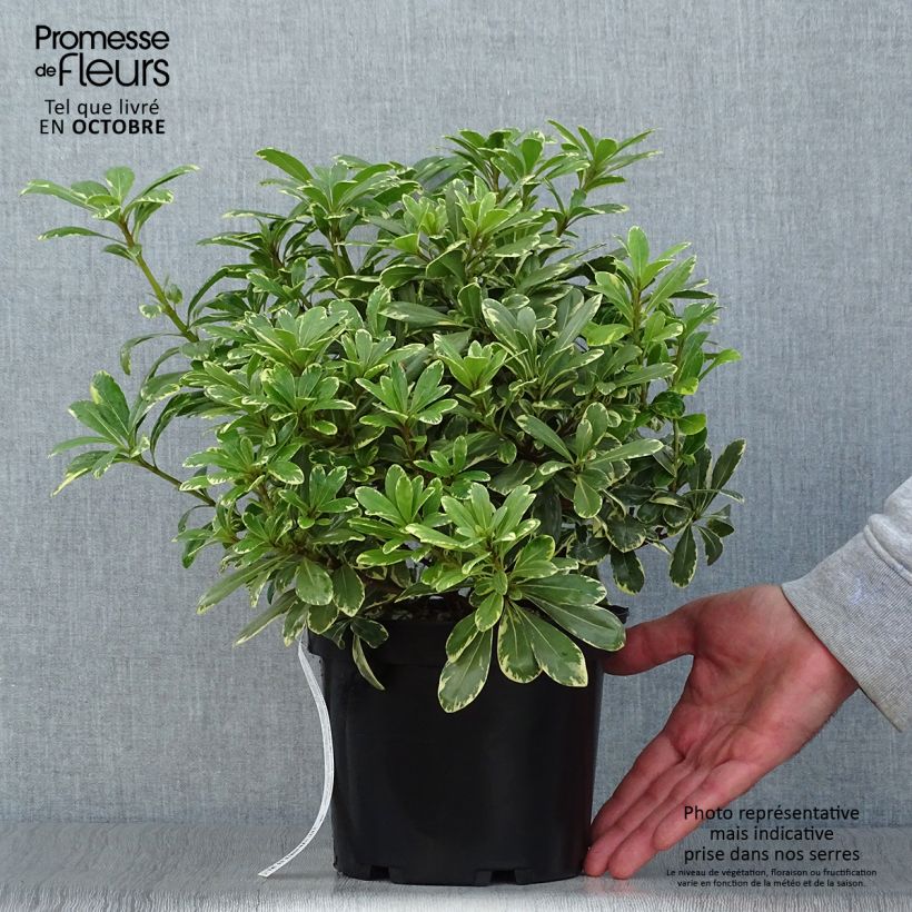 Exemplar von Pittosporum tobira Neige du mont Ventoux - Chinesischer Klebsame Topf mit 3L/4L wie im Herbst geliefert
