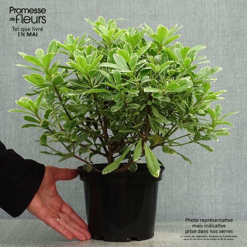 Example of Pittosporum tobira Neige du mont Ventoux - Chinesischer Klebsame Topf mit 3L/4L as you get in printemps