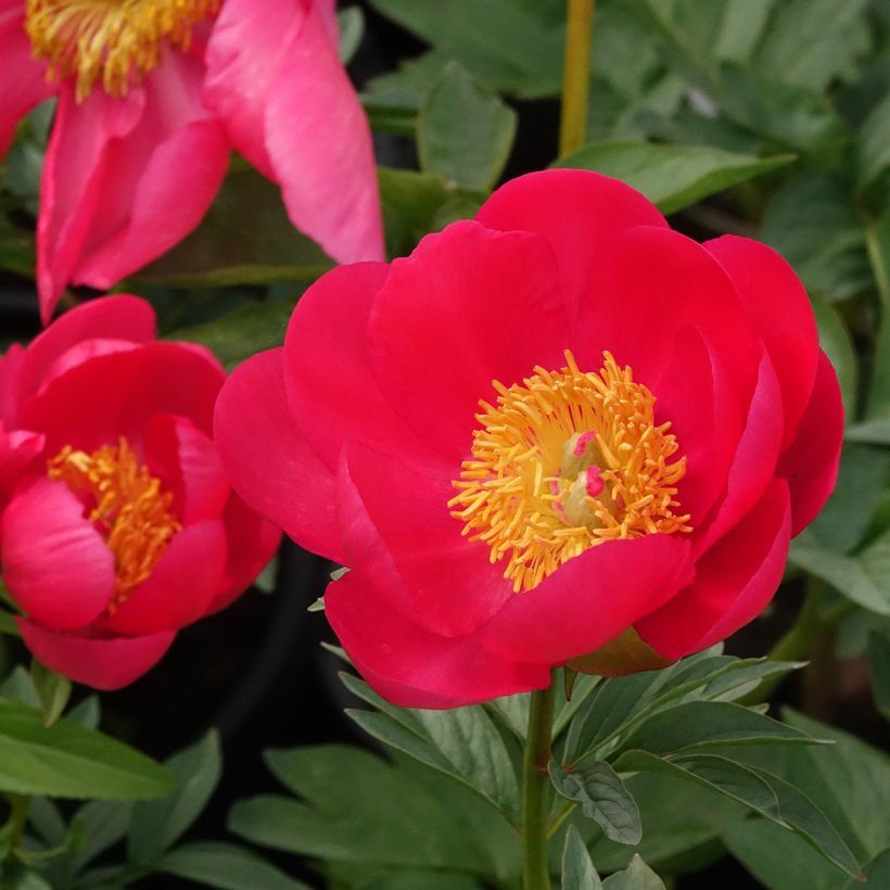 Paeonia Flame - Pfingstrose (Blüte)