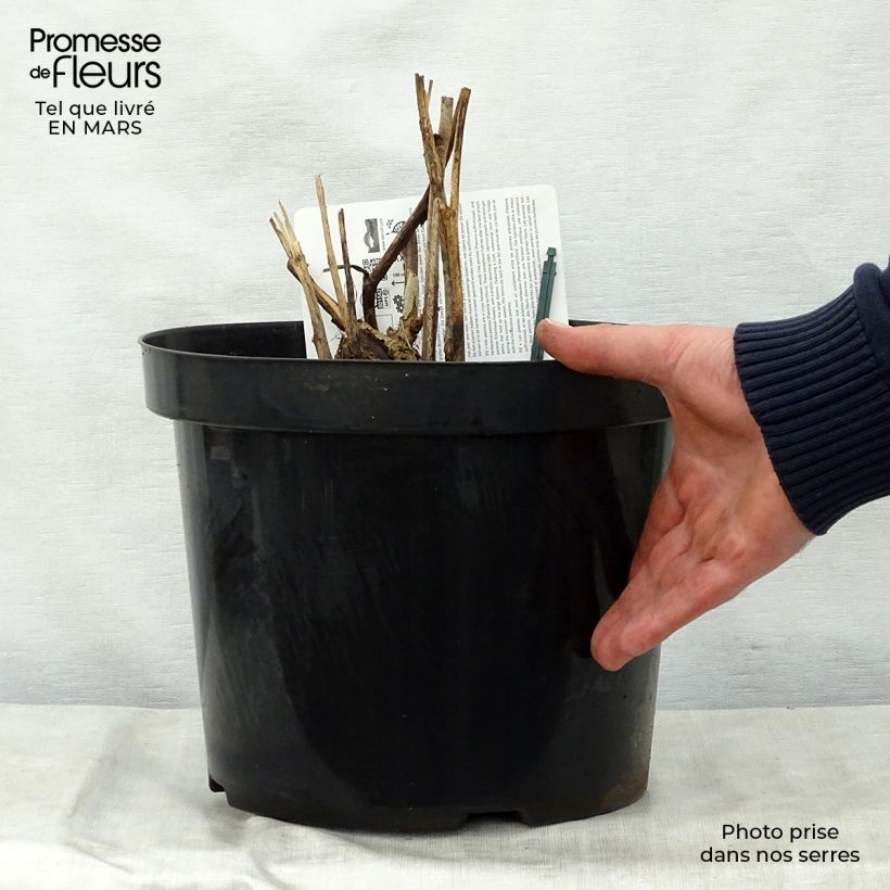 Exemplar von Paeonia Itoh Bartzella Topf mit 7,5L/10L wie im Frühjahr geliefert