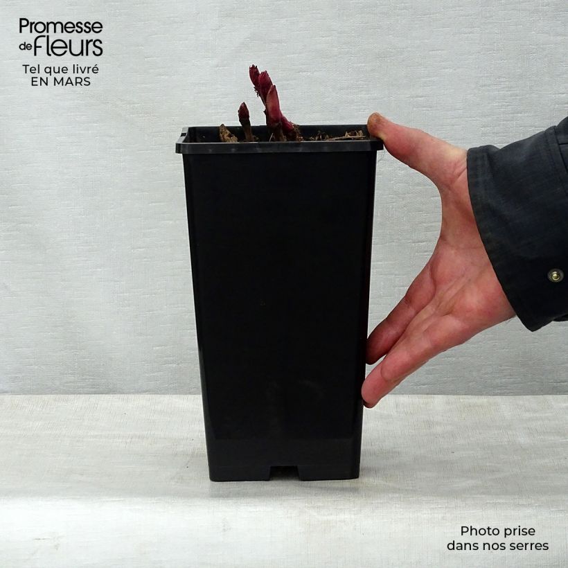 Exemplar von Paeonia Itoh Bartzella Topf mit 3L/4L wie im Frühjahr geliefert