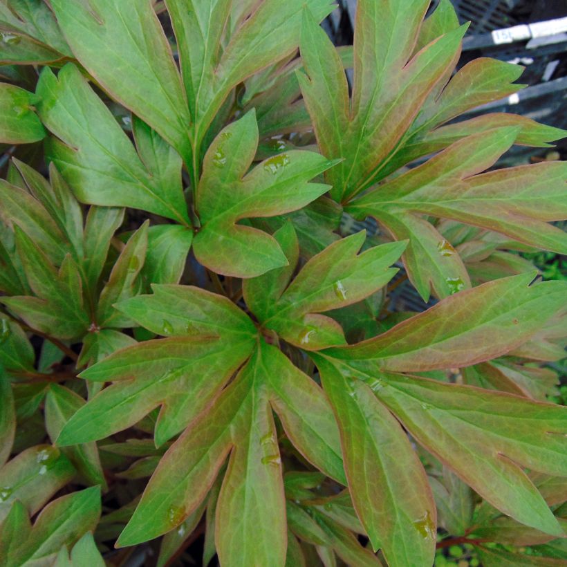 Paeonia Itoh Callies Memory (Laub)
